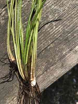 Lake quillwort(Isoetes lacustris)