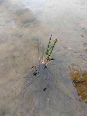 Lake quillwort(Isoetes lacustris)