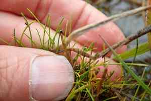 Low bulrush(Isolepis cernua)