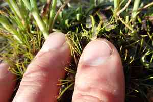 Low bulrush(Isolepis cernua)
