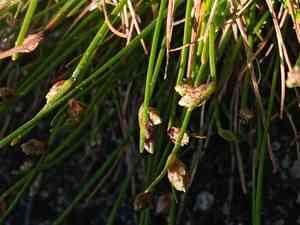 Low bulrush(Isolepis cernua)