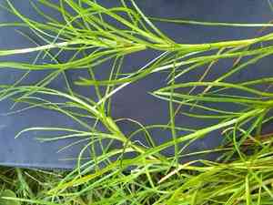 Floating club-rush(Isolepis fluitans)