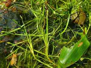 Floating club-rush(Isolepis fluitans)