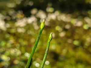 Floating club-rush(Isolepis fluitans)