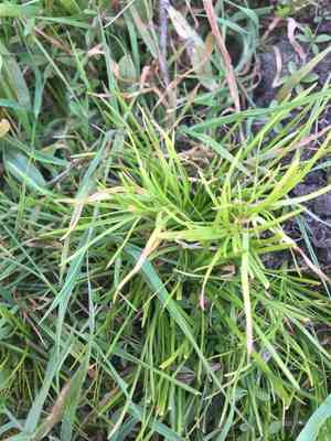 Floating club-rush(Isolepis fluitans)