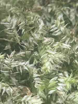 Isopterygium moss(Isopterygium tenerum)