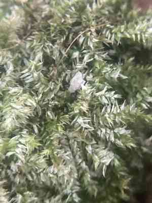 Isopterygium moss(Isopterygium tenerum)