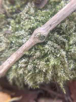 Isopterygium moss(Isopterygium tenerum)