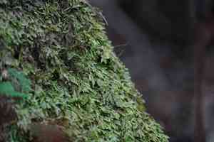 Isopterygium moss(Isopterygium tenerum)