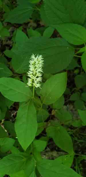 Virginia sweetspire(Itea virginica)