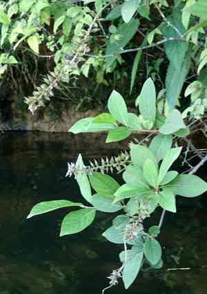 Virginia sweetspire(Itea virginica)
