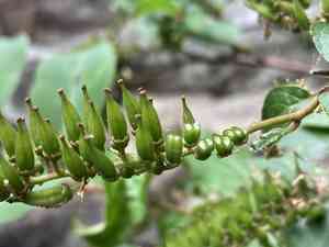 Virginia sweetspire(Itea virginica)