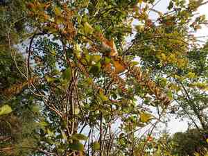 Virginia sweetspire(Itea virginica)