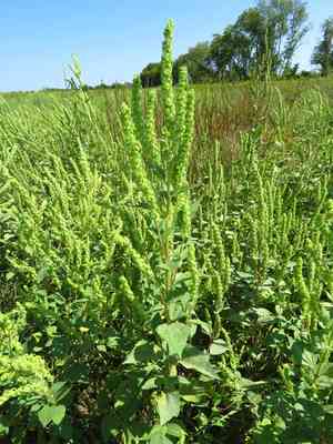 Annual Marsh Elder(Iva annua)