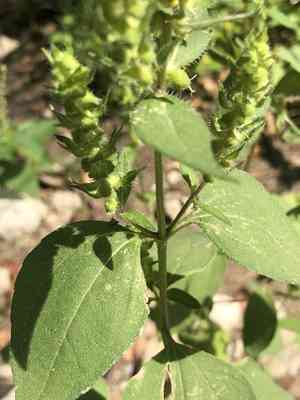 Annual Marsh Elder(Iva annua)