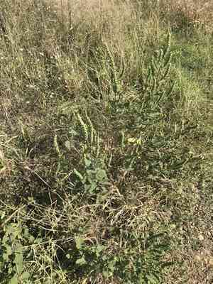Annual Marsh Elder(Iva annua)