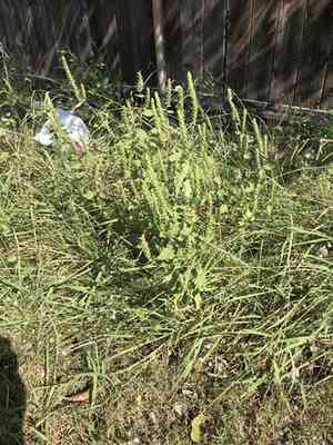 Annual Marsh Elder(Iva annua)