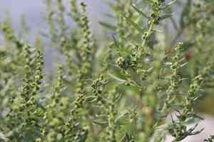 Jesuit's bark(Iva frutescens)