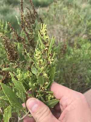 Jesuit's bark(Iva frutescens)