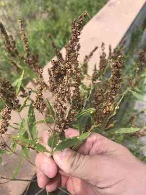 Jesuit's bark(Iva frutescens)
