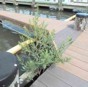 Jesuit's bark(Iva frutescens)