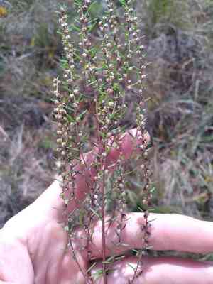 Piedmont marsh elder(Iva microcephala)