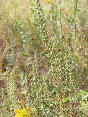 Piedmont marsh elder(Iva microcephala)