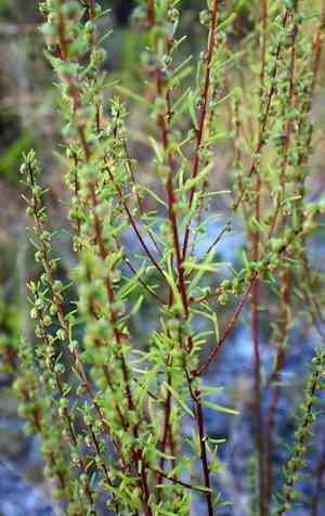Piedmont marsh elder(Iva microcephala)