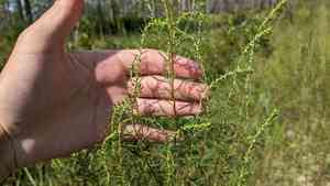 Piedmont marsh elder(Iva microcephala)