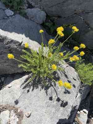 Gordon's ivesia(Ivesia gordonii)