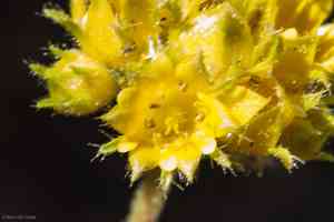 Gordon's ivesia(Ivesia gordonii)