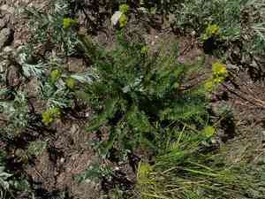 Gordon's ivesia(Ivesia gordonii)