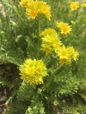 Gordon's ivesia(Ivesia gordonii)