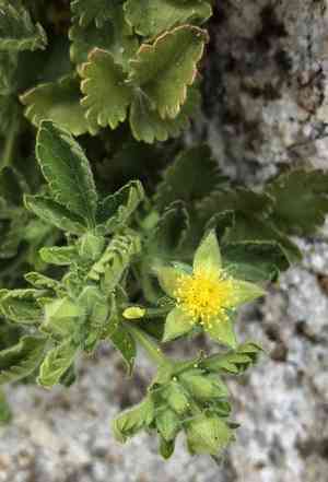 Rock mousetail(Ivesia saxosa)