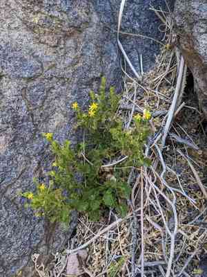 Rock mousetail(Ivesia saxosa)