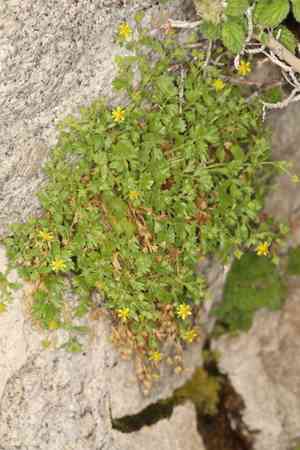 Rock mousetail(Ivesia saxosa)