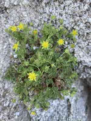 Rock mousetail(Ivesia saxosa)