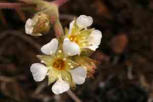 Plumas mousetail(Ivesia sericoleuca)
