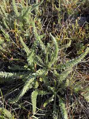 Plumas mousetail(Ivesia sericoleuca)