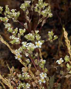 Plumas mousetail(Ivesia sericoleuca)