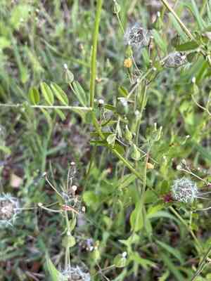 Ixeris polycephala(Ixeris polycephala)