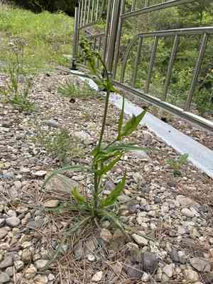 Ixeris polycephala(Ixeris polycephala)