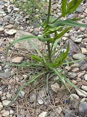 Ixeris polycephala(Ixeris polycephala)