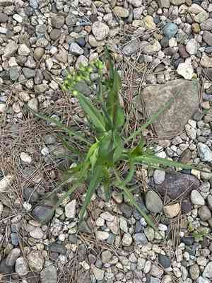 Ixeris polycephala(Ixeris polycephala)