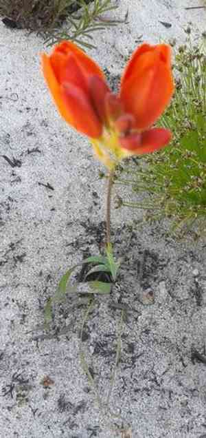 Spotted african corn lily(Ixia maculata)