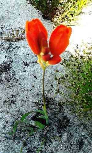 Spotted african corn lily(Ixia maculata)