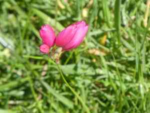 Spotted african corn lily(Ixia maculata)