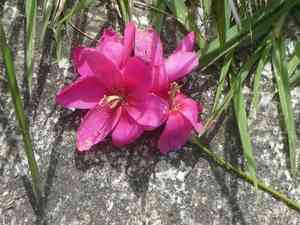 Spotted african corn lily(Ixia maculata)