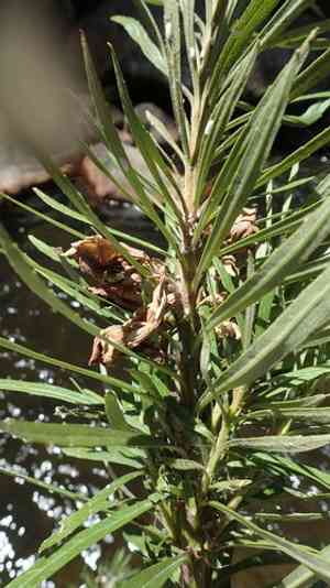 Riverbells(Ixianthes retzioides)