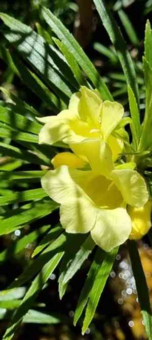 Riverbells(Ixianthes retzioides)